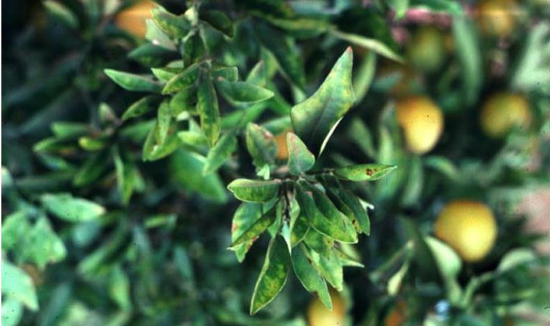 Clorose Controle Laranja e limão CITROS Utilização de mudas sadias, Poda de ramos com sintomas
