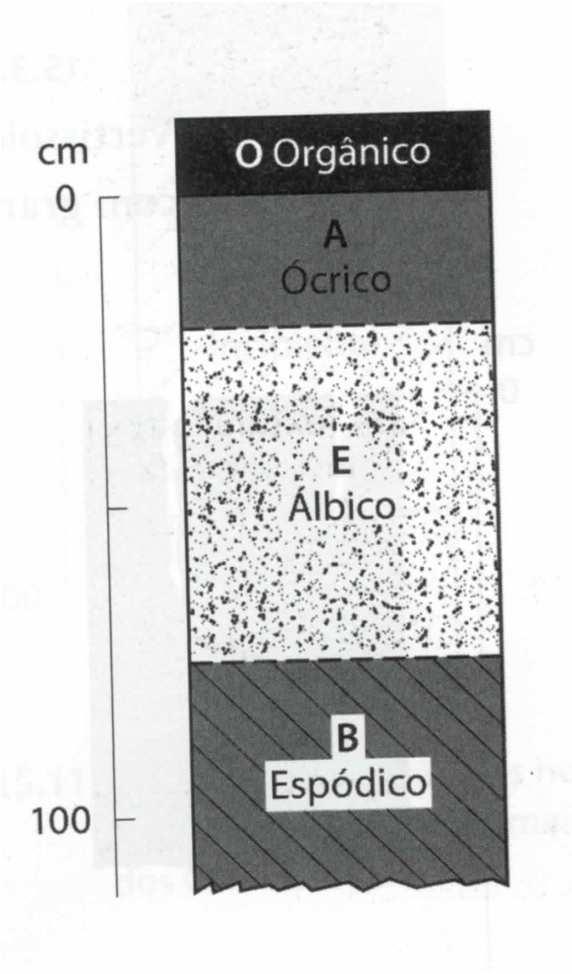ESPODOSSOLOS Esquema da posição dos horizontes