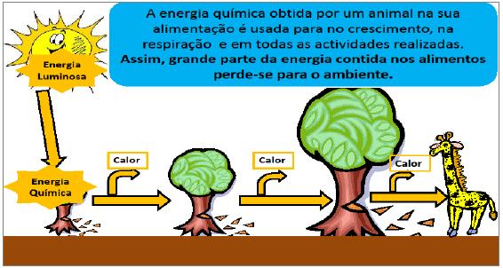 A energia química obtida por um animal na sua alimentação é usada : no crescimento, na respiração e em todos as atividades realizadas.