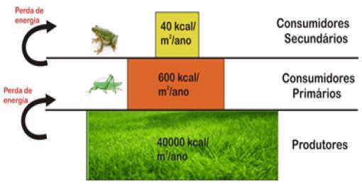 Pirâmide de Energia A área representativa de cada nível