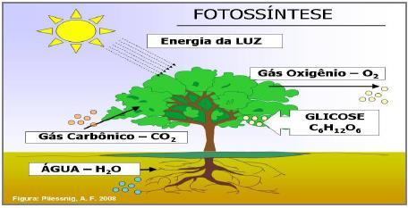 FLUXO DE ENERGIA NO ECOSSISTEMA Luz solar é o