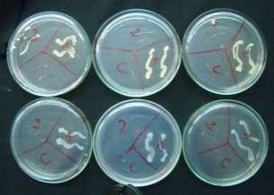 Bacillus subtilis Escherichia coli Água Água sanitária 50% Álcool 70 0 Álcool 92,8 0 Água oxigenada 3% Clor-in 10 Tabela 1: Eficiência de vários produtos na