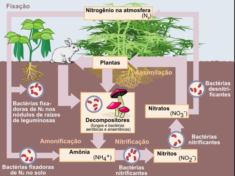 A figura a seguir, ilustra as etapas de fixação, nitrificação e desnitrificação do ciclo do nitrogênio, observe: Figura 3 Ciclo do Nitrogênio Fonte: Wikipédia A importância do nitrogênio para a