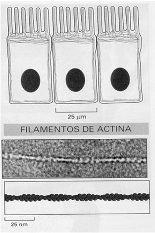 células desenhadas