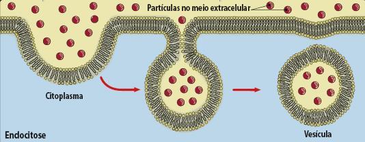 Membrana plasmática: Funções
