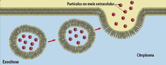 de endo e exocitose Membrana