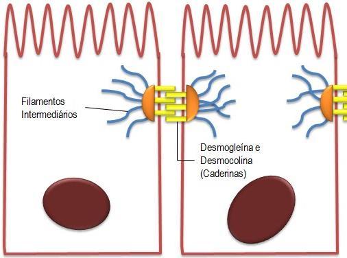 Membrana plasmática: Funções Interação intercelular Medeia as interações entre uma