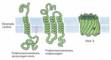 Atravessam a bicamada lipídica