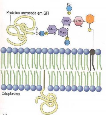 Proteínas Classificação Ligadas através de lipídeos Posicionadas inteiramente externas à