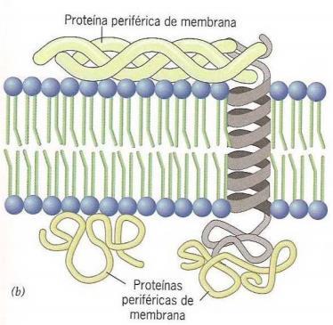 Proteínas Classificação Ligadas através de proteínas Ligação indireta a uma das faces