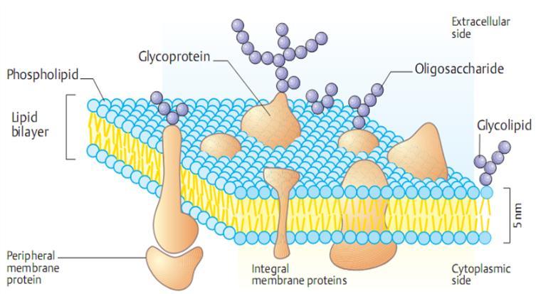 Glicoproteínas Cerebrosídios