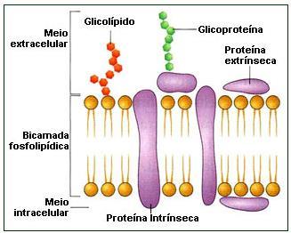Carboidratos Os carboidratos de Glicolipídeos e Glicoproteínas estão