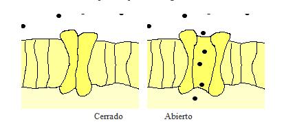 Mecanismos de transporte Proteínas de canal Formam poros abertos através da membrana, permitindo a passagem de qualquer molécula do tamanho apropriado Ex.