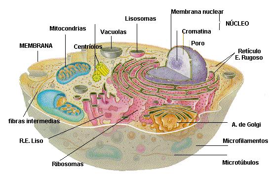 Membrana plasmática: Funções Compartimentalização São lâminas continuas e não quebradas