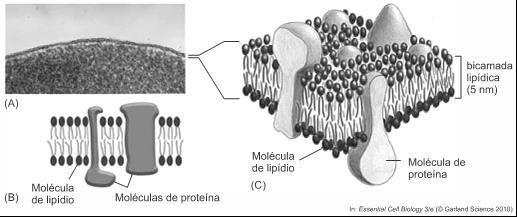 1. As membranas plasmáticas representam a estrutura mais externa das células, separando o seu interior do ambiente.