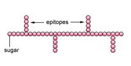 Fig. 1: Presença de Epitopos