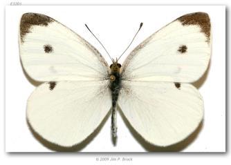 Pieris rapae Ascia monuste orseis Etiologia coleus = caixinha ptera = asas