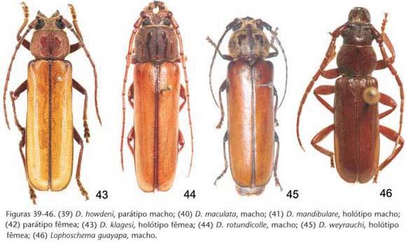 Família Staphylinidae Corpo alongado élitros
