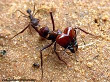 Família Formicidae Reúne as formigas Exemplos: Atta spp.