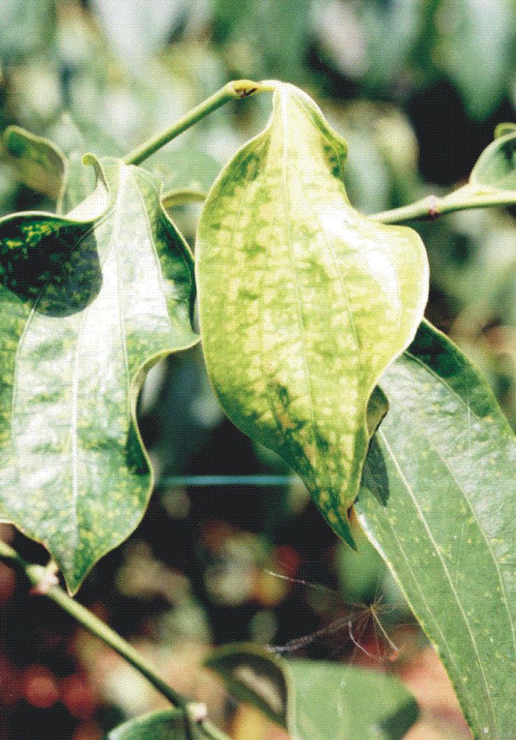 Viroses da Pimenteira-do-reino 13 A sintomatologia associada ao PYMoV é a presença de mosqueado amarelo, mosaico e redução do tamanho das folhas, assim como a característica distorção do bordo foliar