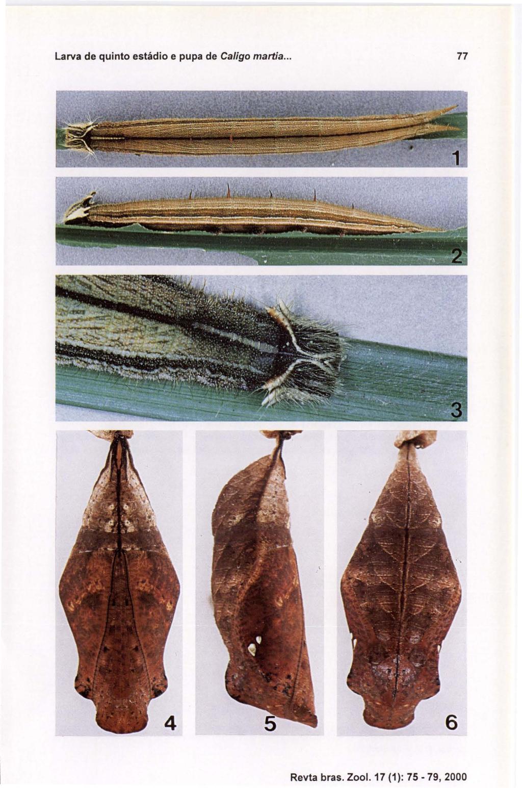 Larva de quinto estádio e pupa de Caligo