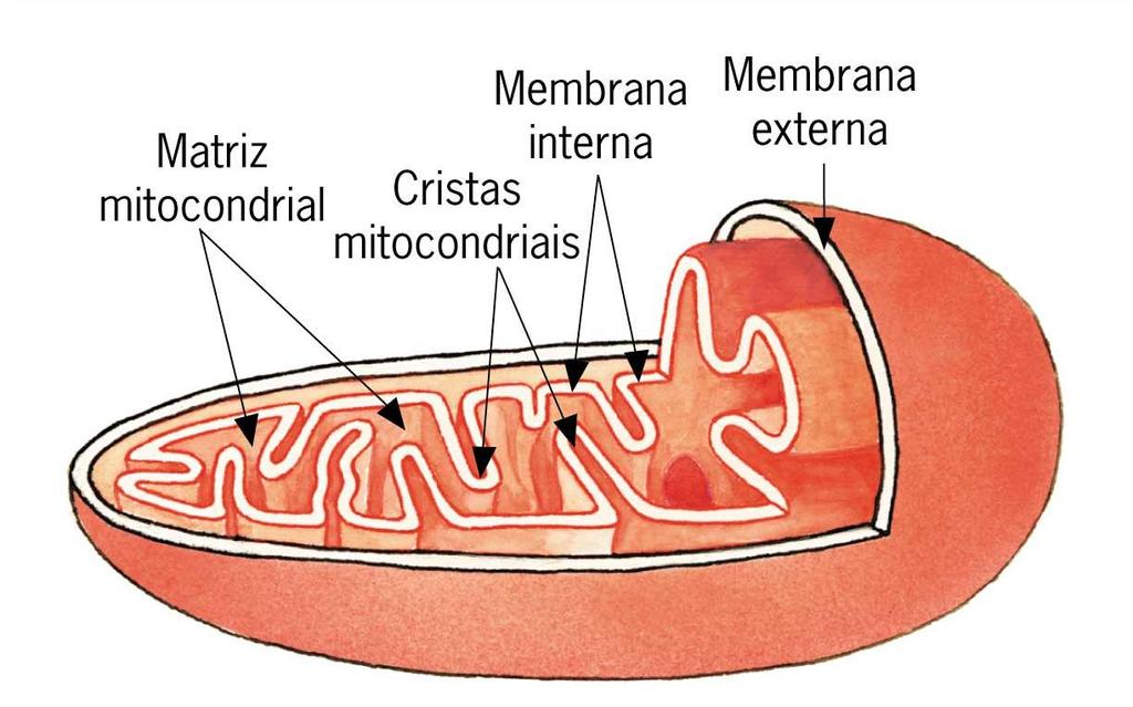 M I T O C Ô N D R I A S Responsável pelas etapas finais da respiração