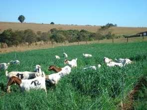 Massa de forragem (MVS) média de três cultivares de aveia em sobressemeadura, sob pastejo por ovelhas Ciclo de Pastejo MSV (kg/ha) Avaliação de