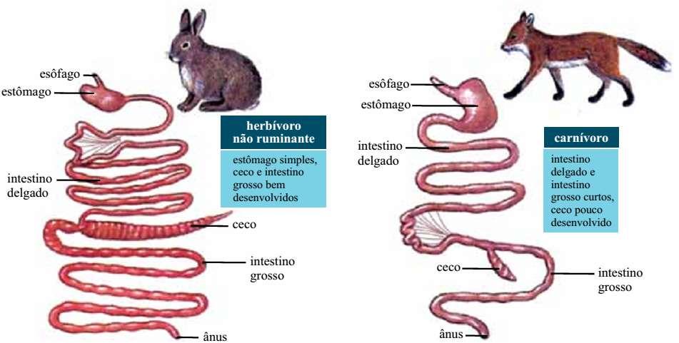 Fisiologia: Digestão, Respiração, Circulação, Excreção, Coordenação e Reprodução 1. A figura representa os sistemas digestivos de dois mamíferos, um herbívoro não ruminante e um carnívoro estrito.