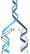 S: Replicaçãodo DNA (2n 4C) Assincrônica Regiões ou genes específicos Origem de Replicação Bolha de Replicação Início e