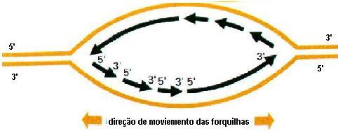 S: Replicaçãodo DNA (2n = 4C) Semi-Descontínua Fitas Antiparelas: 3