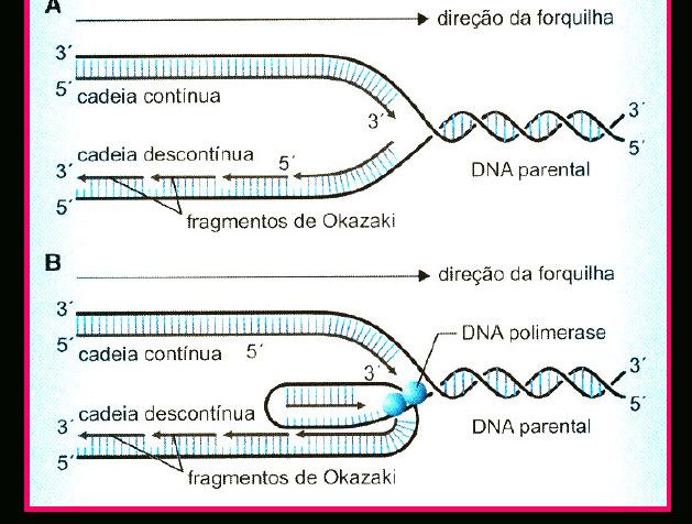 S: Replicação do DNA (2n = 4C) 1968: Reiji Okazaki E.
