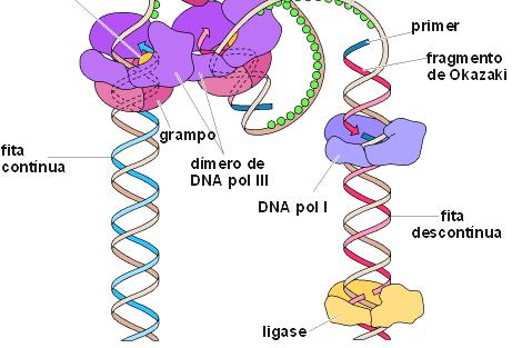 S: Replicaçãodo DNA (2n 4C) 1. Helicase: 2. Topoisomerase: 3. Braçadeiras(SSP): 4.