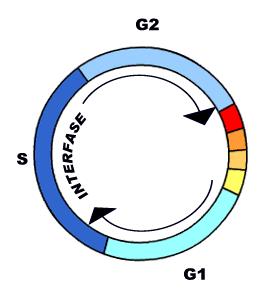 Ciclo Celular Etapas Mitose Intérfase G0 G1 S G2 Meiose M Mitose ou Meiose Prófase Prófase I