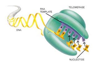 Telômeros DNA pol não replicam telômeros da