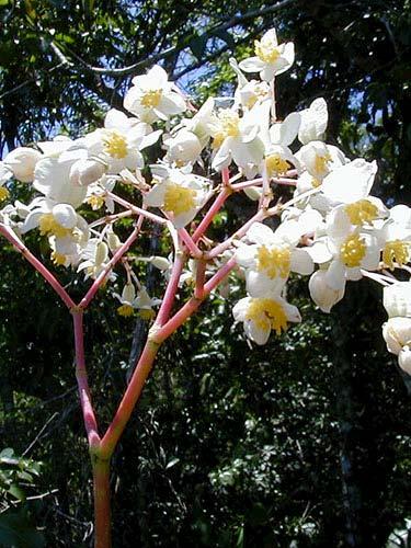 jasminoides