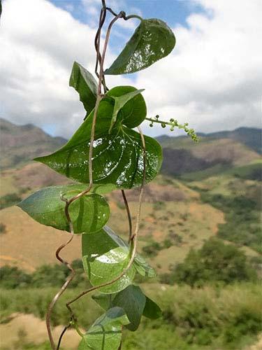 glandulosa