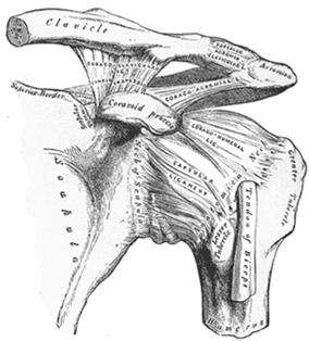 Articulação Gleno-Umeral ESTABILIDADE = Cápsula (fixa superior, frouxa inferior) +