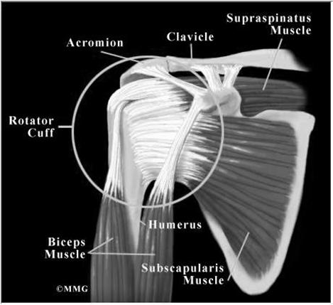 Músculos do Manguito Rotador Lesão do Manguito Rotador Vascularização pobre do tendão do m.