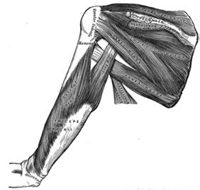 Músculos da Articulação Gleno-Umeral Funções: Mover o úmero, providenciar o deslizamento intra-articular e manter o contato articular. Flexores: m. deltóide anterior m. coracobraquial m.