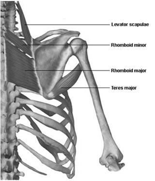Músculos da Cintura Escapular Elevadores : m. trapézio superior (1) m.