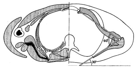 Componentes: escápula + clavícula + úmero + articulações que os unem 1. Articulação Gleno-umeral - anatômica 2. Articulação Subacromial ou supra-umeral - funcional 3.