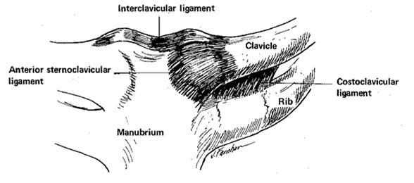 MOVIMENTOS DA ESCÁPULA Movimentos de tipping : deslocamento posterior do ângulo inferior da escápula