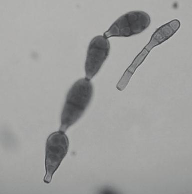 1,0 b 29,0 a - - Cladosporium cladosporioides 4,5 d 43,5 b 12,0 c 85,0 a Colletotrichum gloeosporioides - 18 - - Curvularia sp. - - - 1,0 Epicoccum sp.