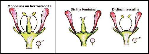 Polinização, Fertilização, Pegamento e Maturação!