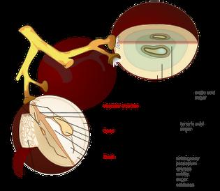 O Fruto pedicelo lóculos pedicelo lóculos Vascularização periférica película Sistema vascular
