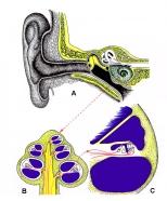 CENTRO UNIVERSITÁRIO DE VOLTA REDONDA FUNDAÇÃO OSWALDO ARANHA COLEÇÃO MONOGRAFIAS NEUROANATÔMICAS MORFO-FUNCIONAIS Volume 8 O TRONCO ENCEFÁLICO: