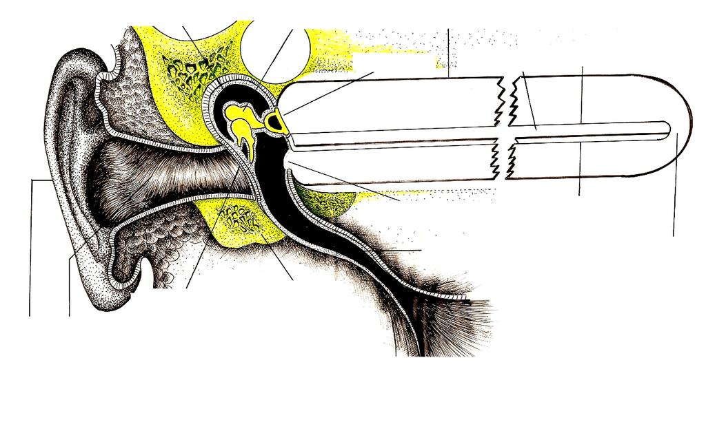 Cavidade da orelha média Ossículos da orelha média Segmento da Cóclea: Retificada e Interrompida. Janela Oval Escala média Membrana de Reissner.
