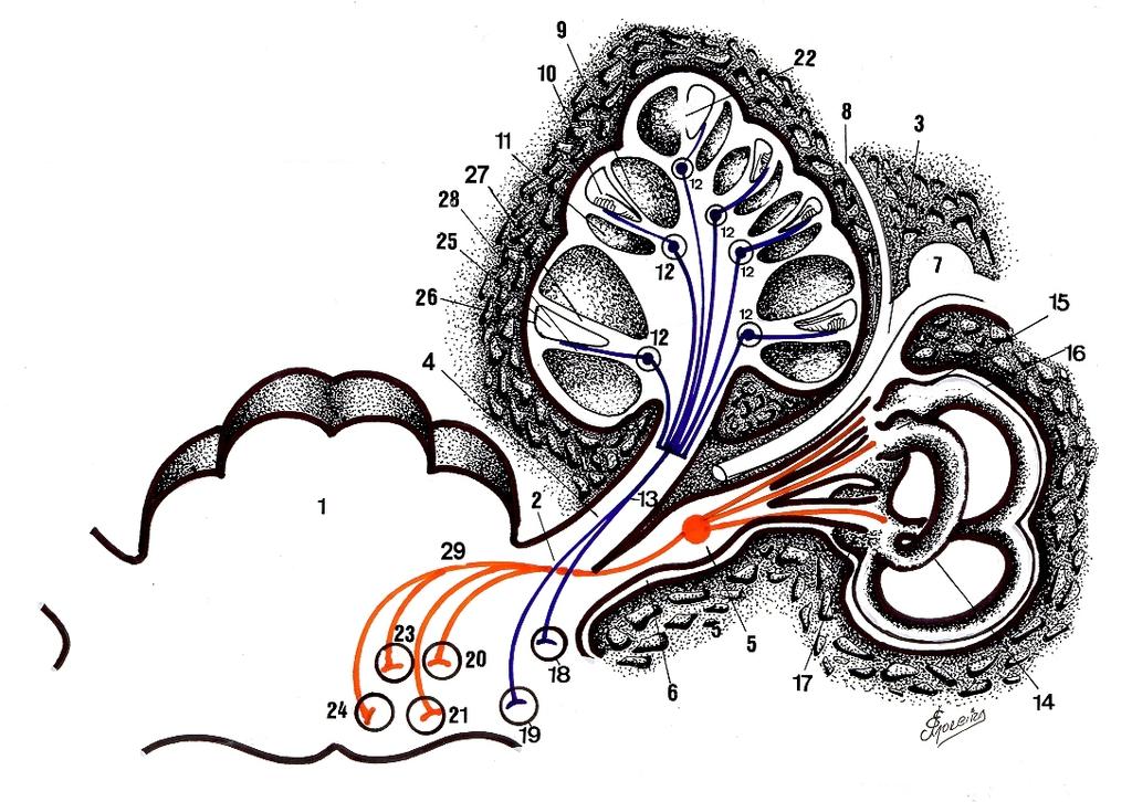 SISTEMA VESTIBULO-COCLEAR ( VIIIº NERVO CRANIANO ) Corte, em desenho esquemático, mostrando o labirinto ósseo, envolvendo