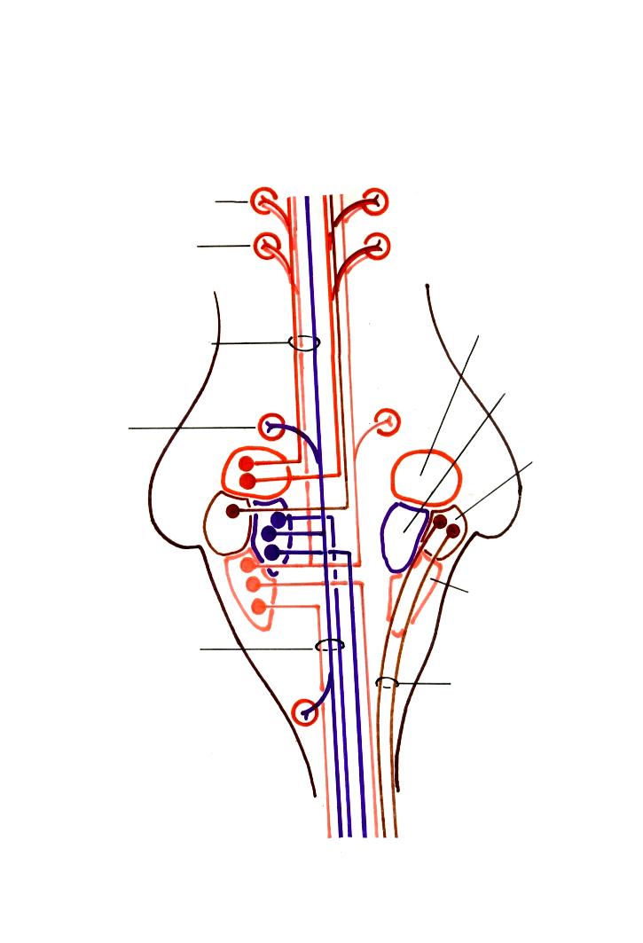 Núcleos Vestibulares e suas Eferências, para a constituição do Fascículo Longitudinal Medial e do Trato Vestíbulo-espinhal lateral e conexões com os Núcleos Motores dos Globos oculares ( Nervos: