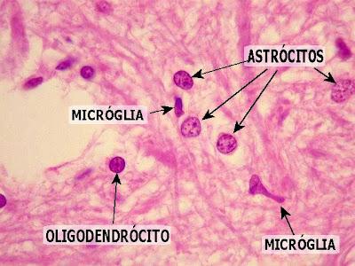MICROGLIA Células pequenas e alongadas, com prolongamentos curtos e irregulares Núcleos bem